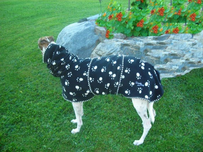 Blue Dog Print